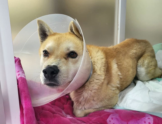 ３０キロの鉄の塊に縛られたまま、山に捨てられた子犬が救助された。［ＳＮＳ　キャプチャー］