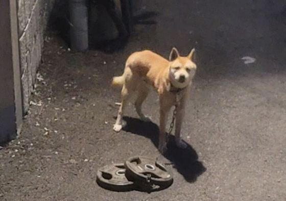   ３０キロの鉄の塊に縛られた子犬。［ＳＮＳ　キャプチャー］