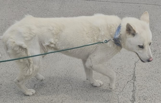 救助された犬。［ヘンボギネ捨て犬・猫の保護所のインスタグラム　キャプチャー］