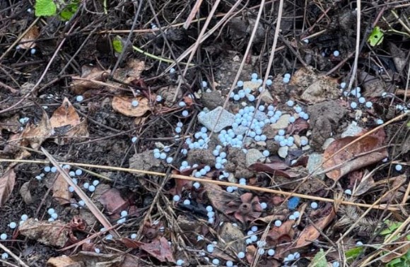 慶尚南道巨済市（キョンサンナムド・コジェ）で現役の海兵隊兵士２人が庭に縛られた犬４匹に無差別に「ＢＢ弾」を撃って警察の調査を受けている。写真は事件現場で発見されたＢＢ弾。　［写真＝ビーグル救助ネットワーク　インスタグラム］