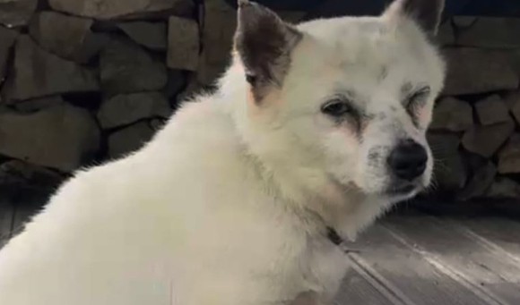 海兵隊の兵士たちに「ＢＢ弾」を撃たれた犬。［写真　ビーグル救助ネットワーク、インスタグラム］  ​
