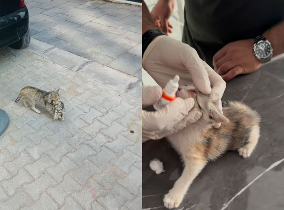 病気の子猫を口にくわえて直接動物病院に連れて行く母親の野良猫（左）と動物病院で治療を受ける子猫。［病院のインスタグラム　キャプチャー］