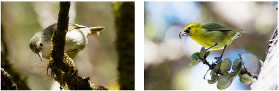 事実上絶滅したと知られたが、カウアイ島で生息する「カウアイキバシリ」。［米鳥類保護協会ホームページ　キャプチャー］