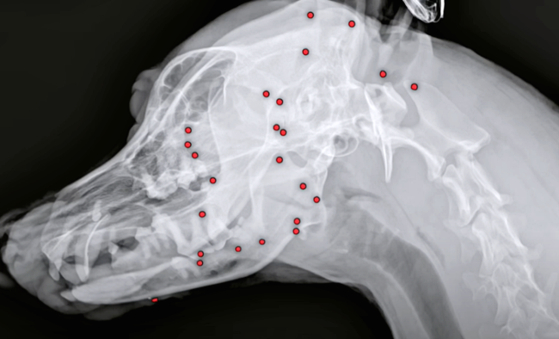 全身に銃弾の破片が刺さった白犬のＸ線写真。［写真　ＶＩＰ動物医療センター城北店］