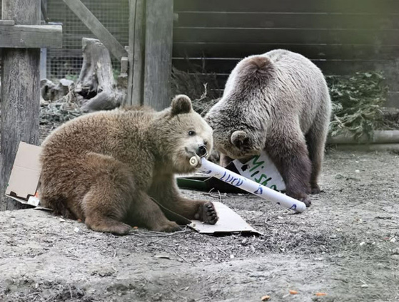 動物園の檻を脱出したヒグマ。［Ｗｉｌｄｗｏｏｄ　Ｄｅｖｏｎのインスタグラム　キャプチャー］