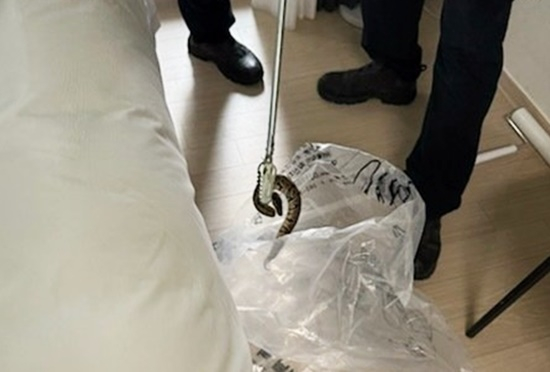 江原襄陽（カンウォン・ヤンヤン）のあるホテルで発見されたボールパイソン。［写真　江原道消防本部］