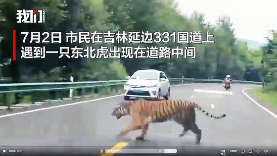 中国吉林省に現れた野生のアムールトラ。［写真　北京日報動画キャプチャー＝聯合ニュース］