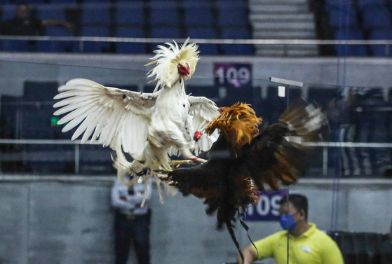 フィリピンで行われた闘鶏の様子。［写真　ＡＦＰ＝聯合ニュース］