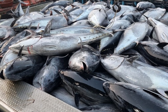 ８日、慶尚北道盈徳沖で捕れた大型クロマグロが、江口水協の競売場前に並べられている。［写真　聯合ニュース］