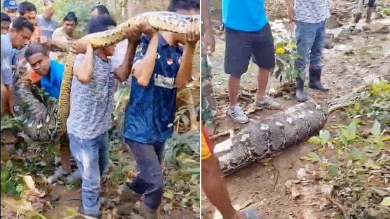 成人男性を飲み込んだニシキヘビを捕獲した様子。［ホームページ　キャプチャー］  ​