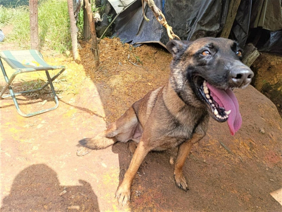 コロンビアの軍人３６人を救った爆発物探知犬「サンソン」。［Ｘ　キャプチャー］