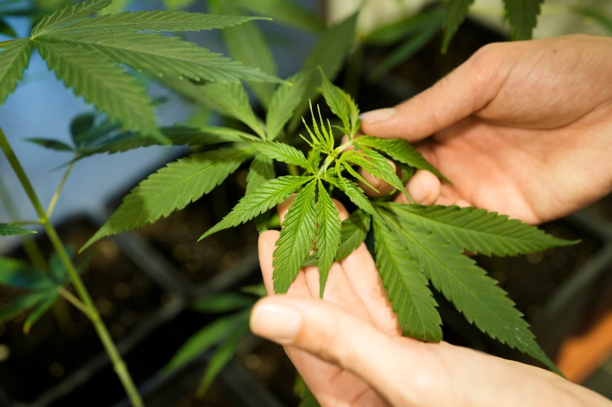 ２０２３年８月１５日（現地時間）、ドイツ・ベルリンの大麻博物館で、職員が箱の中で育つ大麻の植物を見せている。［写真　ＡＰ＝聯合ニュース］