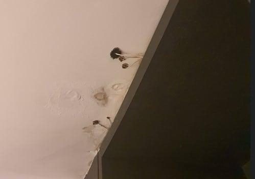   ホテルの客室に生えているキノコ［ブラインド　キャプチャー］