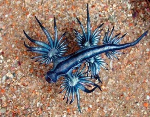 アオミノウミウシ［写真　Ｘ］
