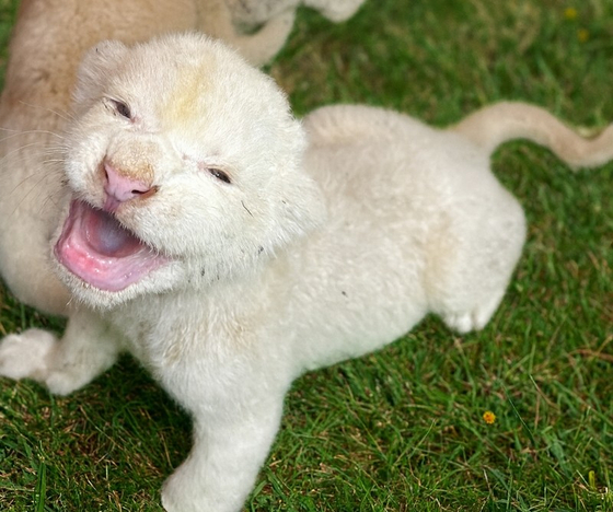 今月１８日に生まれたホワイトライオンの赤ちゃん［写真　聯合ニュース］