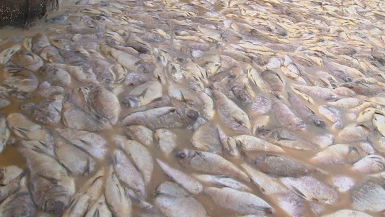 ２０１９年、慶尚南道の南海岸で発生した赤潮のため南海（ナムヘ）沖の養殖場で大量死したマダイとカワハギ　［中央フォト］