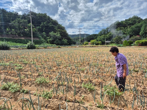 1日午後、江原道江陵市城山面渭村里（カンウォンド・カンヌンシ・ソンサンミョン・ウィチョンリ）のある小学校横の長ネギ畑。強い日差しに照らされ、長ネギが一面黄色く枯れている。パク・ジノ記者
