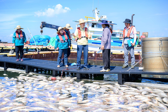 8月30日、　南海郡のチャン・チュンナム郡守が古県面（コヒョンミョン）の車面（チャミョン）港を訪れ、赤潮被害の状況を確認している。［写真　南海郡］