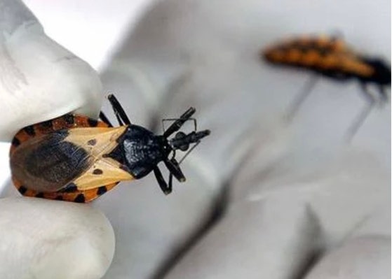 シャーガス病を媒介する吸血性の昆虫。［WHO公式サイトより］