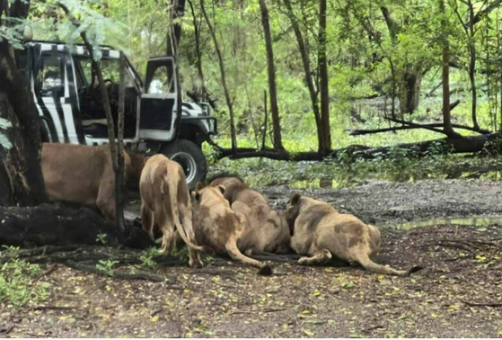  ライオンの群れが飼育員を攻撃する様子。［写真 バンコクポスト キャプチャー］