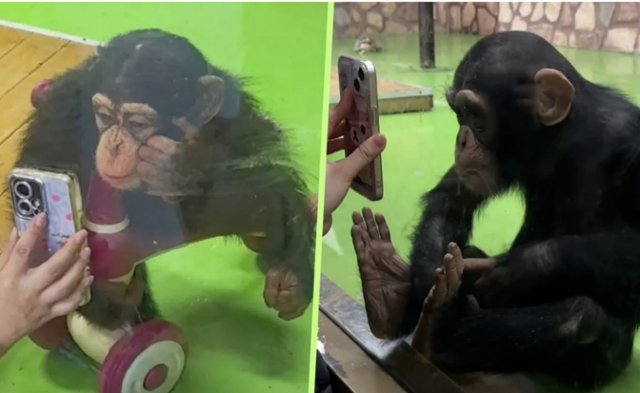 スマートフォンでショート動画に集中する中国上海野生動物園のチンパンジー「ディンディン」 ［写真 sns］