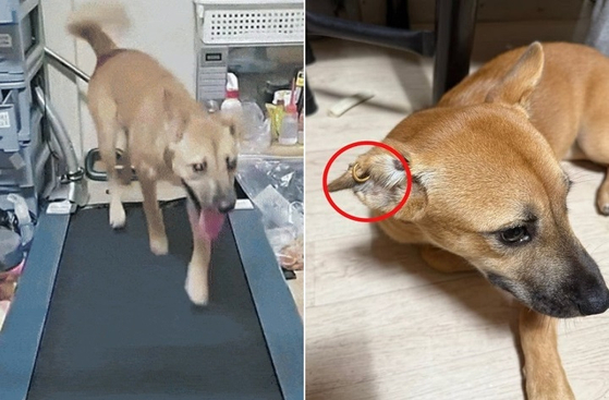   ランニングマシンの上を走る犬（左）、耳にピアスをつけられた犬の姿（右）。写真＝ティックトック・動物保護団体ケアSNSキャプチャ