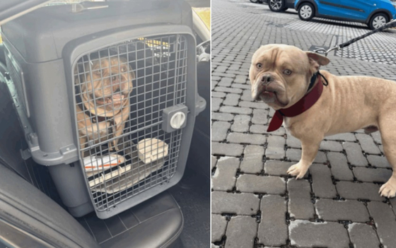 動物保護所の前に遺棄された飼い犬の様子。［The Brussels Times キャプチャー］
