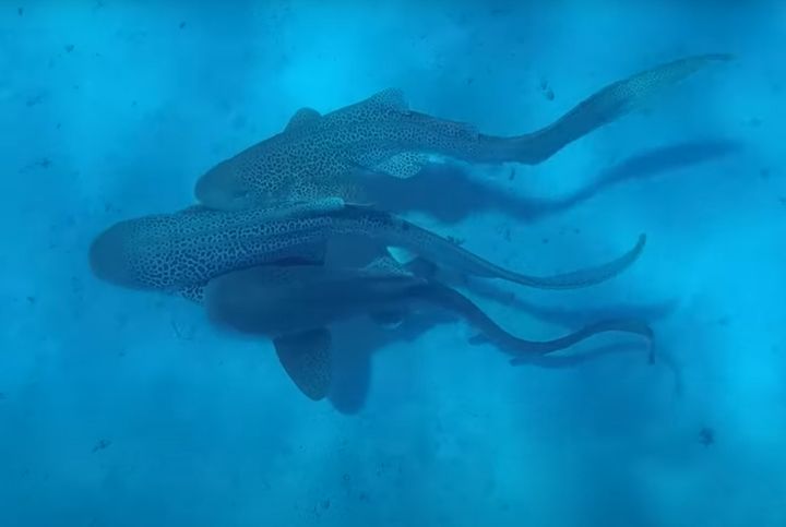 ヌメアの海岸で絶滅危惧種であるトラザメ3匹が集団交尾する姿が世界で初めて観察された。［ユーチューブ キャプチャー］
