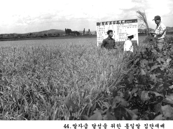 1970年、米の自給達成のための統一稲集団栽培現場。当時政府は全国に農村指導員を派遣し、統一稲の耕作を激励した。収穫量が優秀な農家には賞金も授与した。［中央フォト］