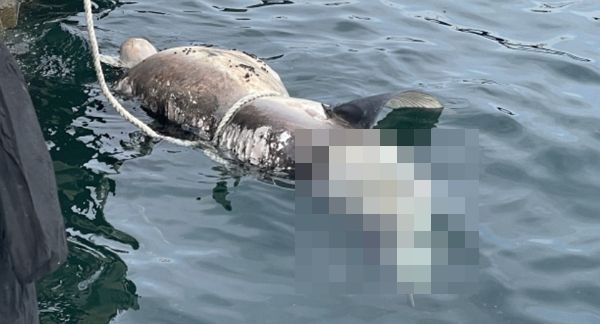 釜山で発見された2メートルのサメの死体　写真＝釜山海警提供