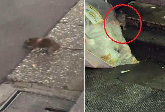 新宿の路上のネズミ ［インスタグラムyogitutty キャプチャー］