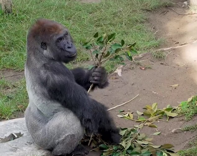 米国ニシローランドゴリラのデニー（Denny）。［写真 サンディエゴ動物園］