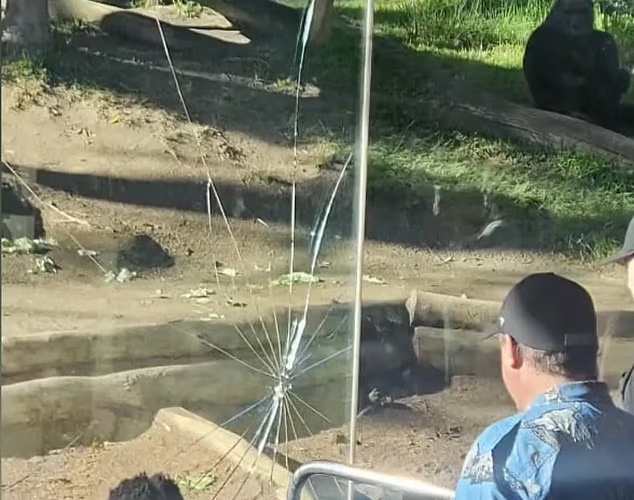   ゴリラが体当たりして破損した動物園の強化ガラス。［写真 SNS］
