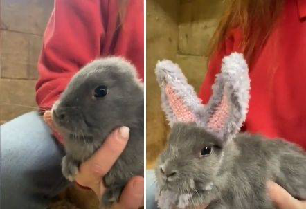  耳のないウサギが耳をプレゼントされた様子。［写真 SNS］