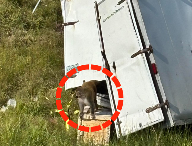 事故車両から逃げ出す実験室のサルたち。［米ミシシッピ州ジャスパー郡保安官事務所フェイスブック キャプチャー］