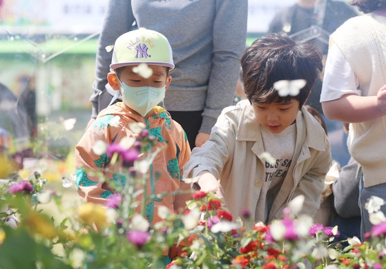全南咸平（ハムピョン）の「蝶まつり」