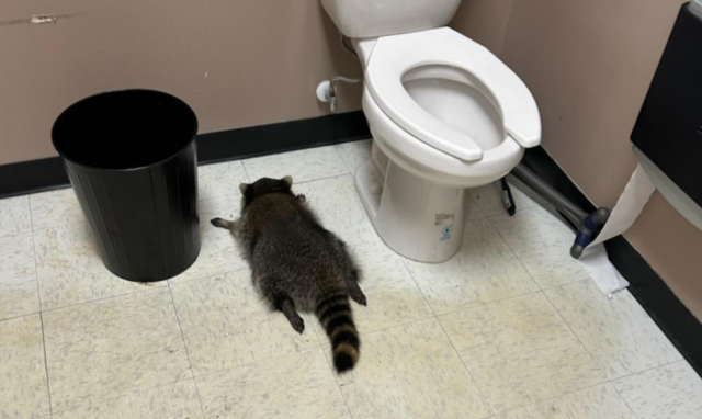 酒に酔ってトイレで気絶していたアライグマ。［写真　ハノーバー郡動物保護施設 SNS］