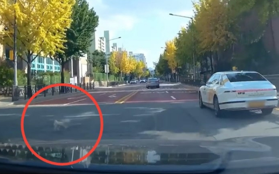  道路へ飛び出している子犬の姿。［ユーチューブ「ハン・ムンチョルTV」　キャプチャー］