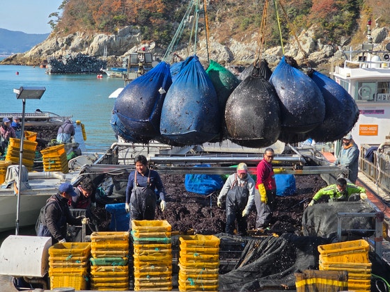 先月29日、全羅南道莞島郡唐仁里の競り場で外国人労働者がのり採取船に乗り込み生のりの仕分け作業をしている。チェ・ギョンホ記者