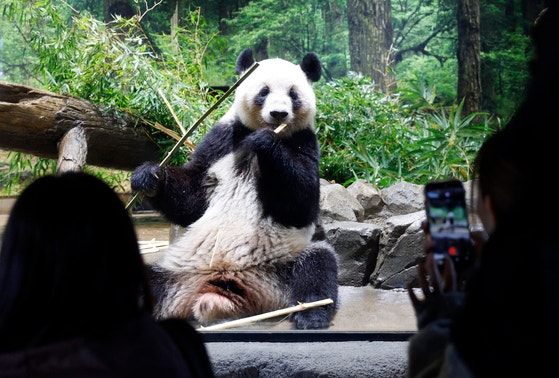 先月28日、上野動物園でジャイアントパンダのレイレイが笹を食べている。［写真 EPA＝聯合ニュース］