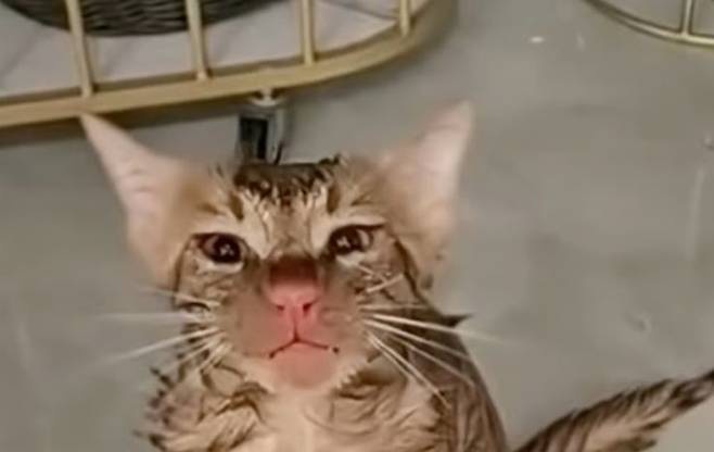   洗濯機に10分間閉じ込められて鼻が赤くなった猫。［写真 SNS］