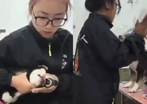  柴犬を虐待する中国のトリマー ［写真 sns］