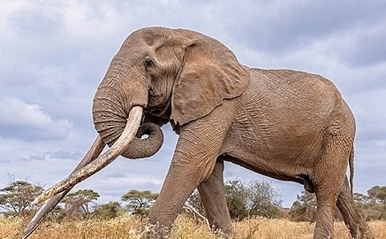 3日（現地時間）に死亡したケニアのスーパータスカーのゾウ、クレイグ。［AP＝聯合ニュース］