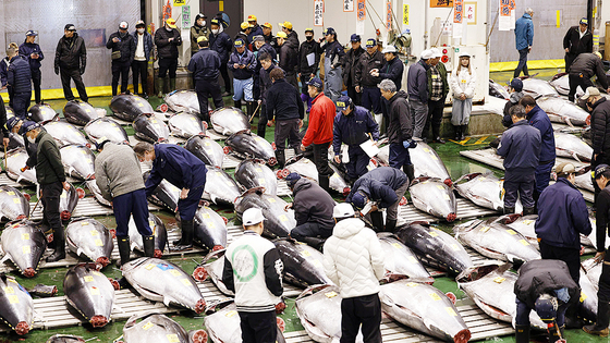 5日、東京・江東区の豊洲市場で新年恒例の「初競り」が行われている。［聯合ニュース］