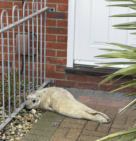   英国のある住宅の前庭で発見された赤ちゃんアザラシ。［写真 海洋・野生動物救助団体SNS］
