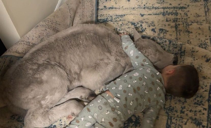  生まれたばかりの子牛が子どもと一緒に眠る様子。［AP＝聯合ニュース］