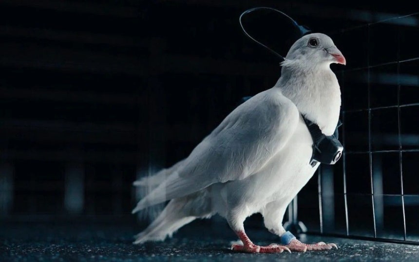   ロシアのスタートアップが開発中の「サイボーグ・ハト・ドローン」［写真 ネイリー・グループの公式サイト 画面キャプチャー］