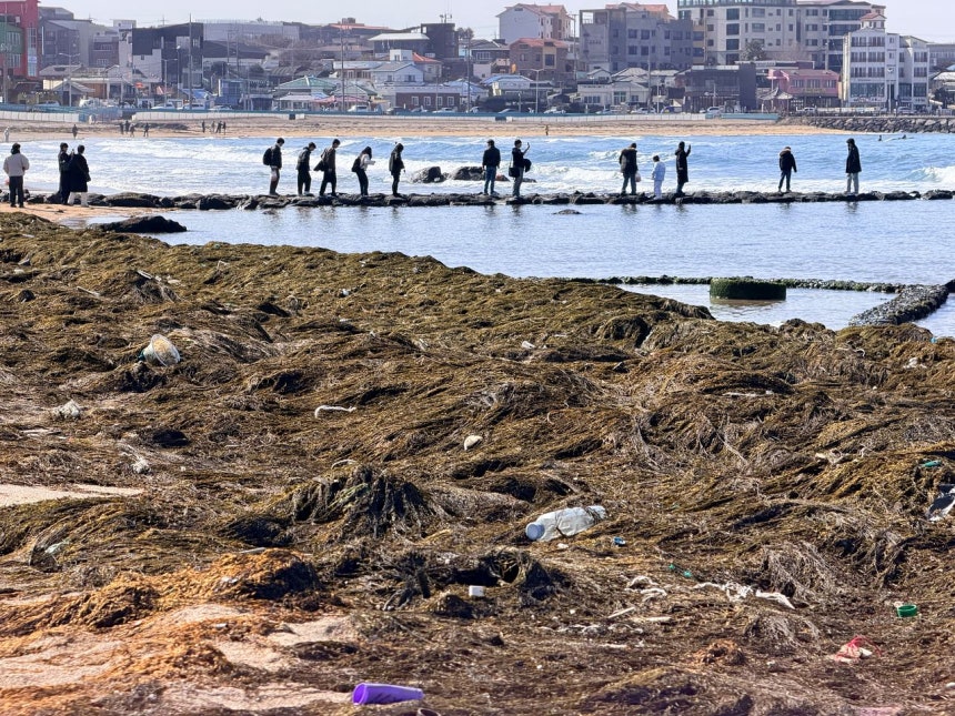 今月9日午後、済州市（チェジュシ）の梨湖（イホ）海水浴場や周辺の海岸などを埋め尽くしたアカモクの間で観光客が写真を撮っている。チェ・チュンイル記者