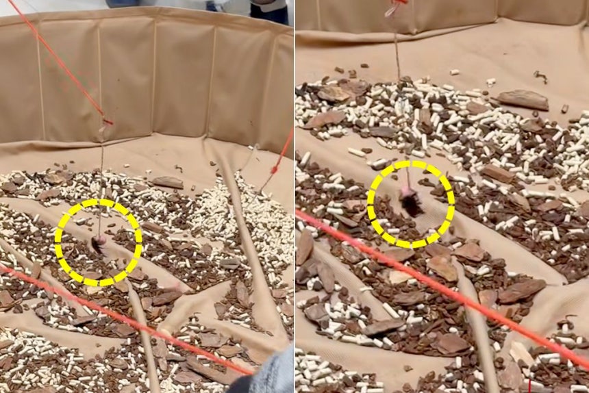 生きたクワガタを釣り竿で採る体験行事現場 ［スレッズ キャプチャー］