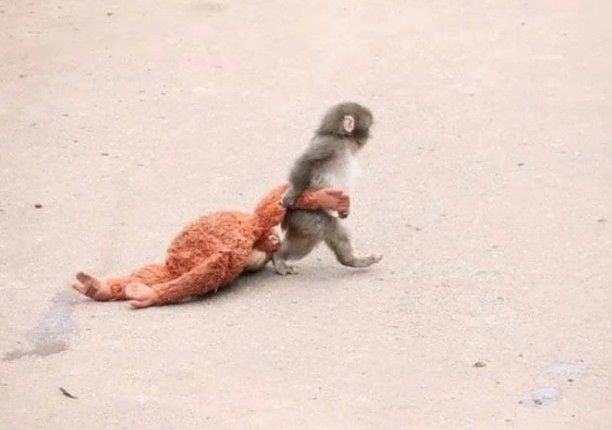 母親に育児を拒まれ、オランウータンのぬいぐるみを抱えて過ごす子ザル「パンチ」。［X　キャプチャー］